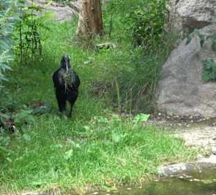 Tierpark Hellabrunn - Afrika