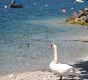 Brenzone, Strand