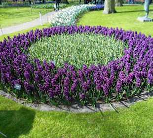 Blumenpracht im Keukenhof