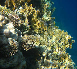 Am Hausriff Dreams Beach Resort & Dreams Vacation Resort