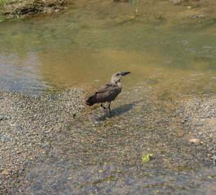 Der sogenannte Hammerkof