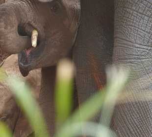 Kleiner Eli - durch die Beine durch