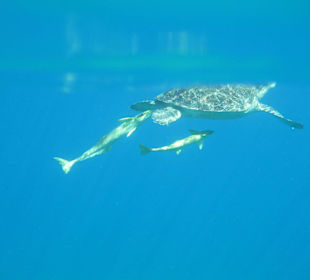 Schildkröte mit Putzerfischen braucht Luft