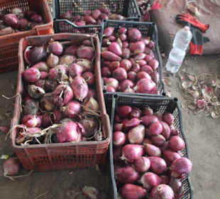 Zwiebelfabrik Schiariti