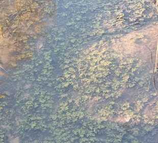 Klares,sauberes Wasser