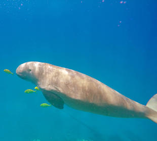 Dugong