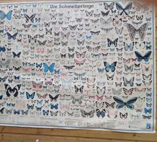 Die Schmetterlinge konte man mit Glück sehen