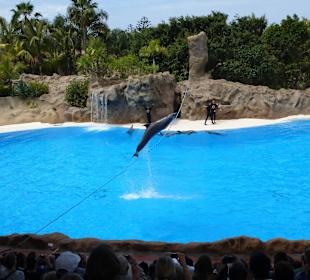 Arbeiten mit den Delfinen