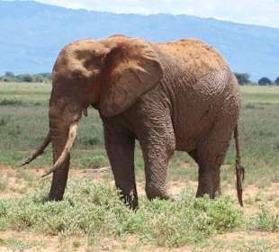Tsavo Ost