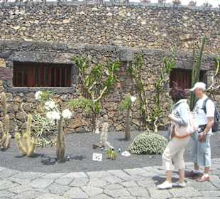 Kakteenbeet mit Mauern