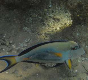 Arabischer Doktorfisch