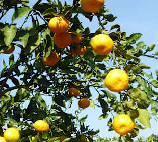 Plantagenbilder Alanya - Mandarine