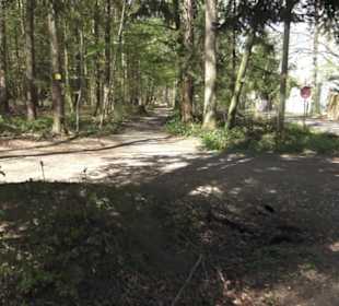 Waldsportpfad im Wasenwald