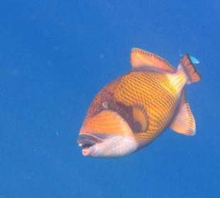 Einer der beeindruckenden Fische