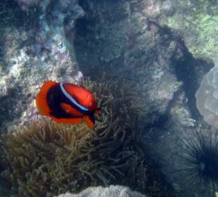 Clownfische am Hausriff