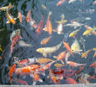 Zoo Heidelberg 11