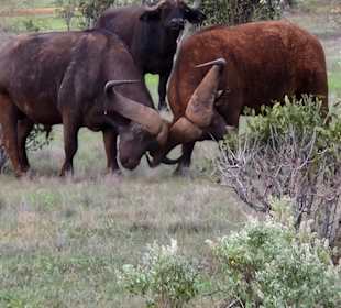Büffel beim Kämpfen