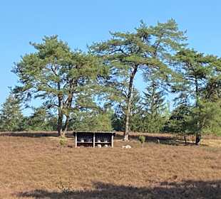 Wandern Amelinghausen 