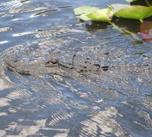 Alligator