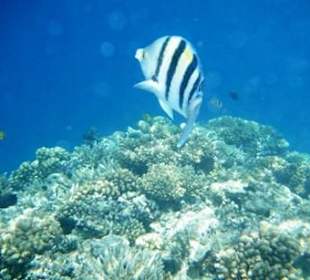 Bezaubernde Unterwasserwelt
