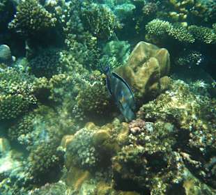 Nicht den Finger hinhalten, der schnappt !!!