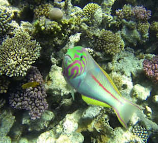 Dana Beach Hotel Hurghada