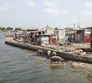 Hier gibt es viele Hausschweine