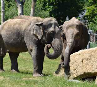 Asiatische Elefanten