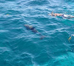 Delfine beim Bootsausflug