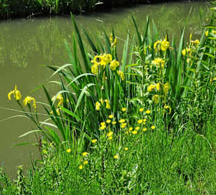 Eindrücke vom Rundgang am Krimpelsee