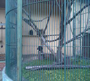 Stare ZOO