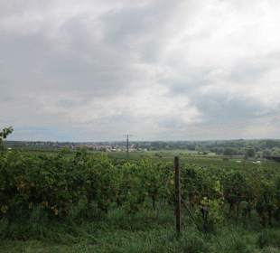Kulinarische Weinbergswanderung