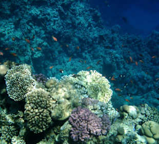 Unterwasserlandschaft beim Schnorcheln