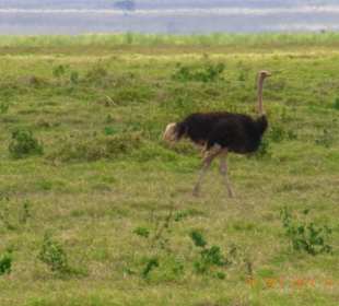 Tsavo West / - Ost / Amboselli