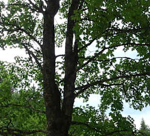 Waldlehrpfad in Tieringen