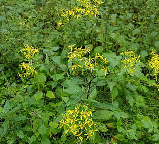 Wandern Schmallenberg