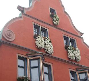 Chrysanthema