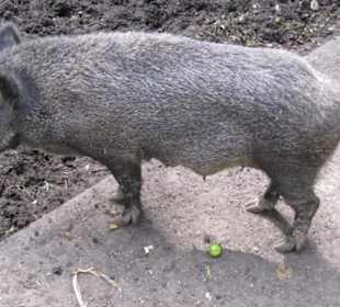 Wildschwein