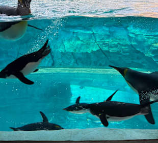 SeaWorld Abu Dhabi