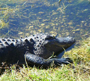 Aligator in freier Wildbahn