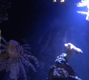 Sea Life