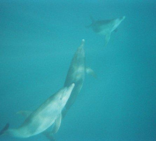 Delfine in der Bucht