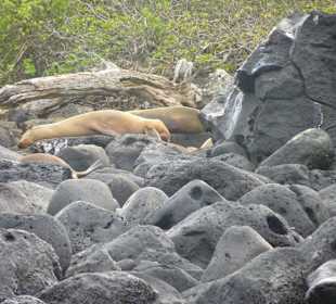 Seelöwen dösen auf den Felsen