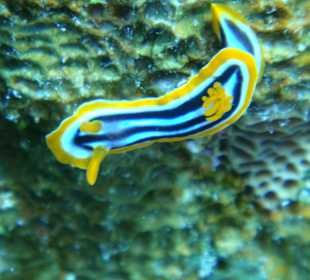 Es gibt nicht nur Fische