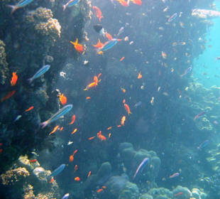 Das endlose, traumhafte Riff