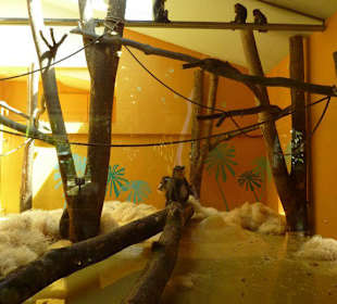 Mandrill Innenanlage
