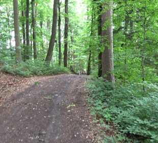 Wanderweg - Alter Steinbruch Pfaffenberg Runde