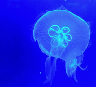  Ozeanographisches Museum Monaco