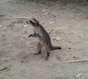Waschbär in Cahuita