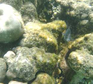 Der Barsch verteidigt sein Revier